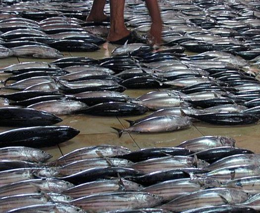 Central FISH and VEGETABLES MARKET